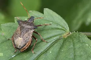Hemiptera Prints: Shield Bug on Leaf Print