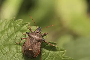 Prints of A shield bug on the leaf Leaf Beetles Prints: Shield Bug on Leaf Print