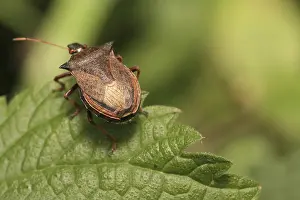 Prints of A shield bug on the leaf Leaf Beetles Prints: Shield Bug on Leaf Print