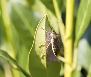 Pterygote Insect In Natural Environment Prints: Shield bug on the leaf of a bush