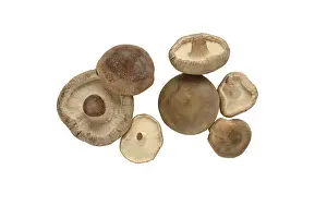 Lamellar Fungus Types Prints: Shiitake (Lentinula edodes), cropped