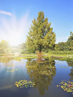 Prints of Shining sharp rays of the sun reflected in the smooth blue water of the pond Shining Sunbeam Prints: Shining Rays Reflected in Pond Print