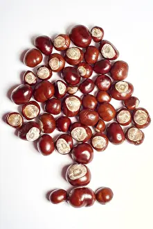 Studio Shot Of Chestnuts Prints: Shiny chestnuts decorated as a tree