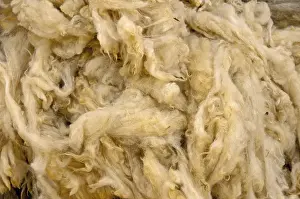 No People In Image Prints: Shorn sheep wool