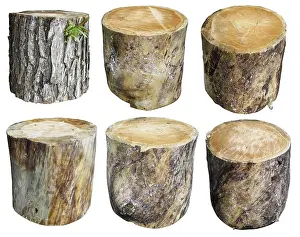 Collage Technique Prints: Old Pine Tree Trunk Print