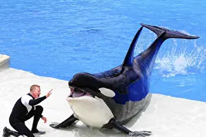 Marine Mammal Photography Prints: During a show, an orca interacts with a trainer at the edge of the pool
