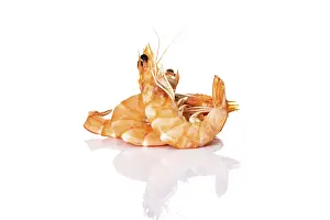 Animals In The Wild Habitat Prints: Shrimps