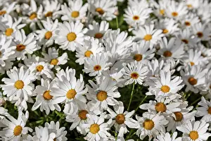 Open Air Flowering Plants Prints: Shrub daisy Crazy Daisy