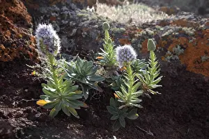 Deserted Plant Life Europe Prints: Shrubby viper's-bugloss (Echium)