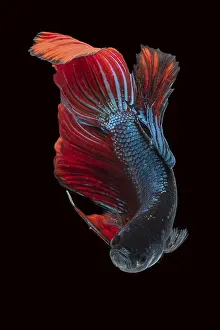 Courtship Display Behavior Prints: Siamese betta fighting fish in movement