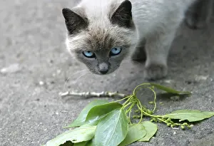 Siamese Cat Prints: Siamese cat