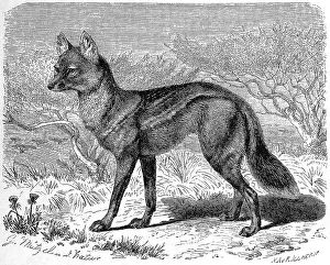 Side-striped Jackal Print (Canis adustus)