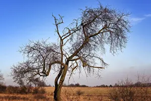 Deserted Tree Landscape Prints: Silhouette of bare tree with erratic shaped branches