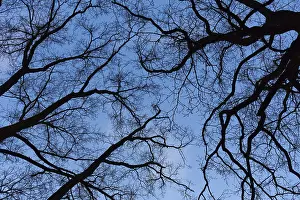 Bare Tree Silhouette Prints: Silhouette of bare trees, branches