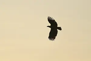 White Tailed Sea Eagle Flight Prints: Silhouette of an eagle in flight against a soft