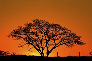 Mato Grosso Do Sul Landscape Prints: Silhouette of a large tree at reddish sunset