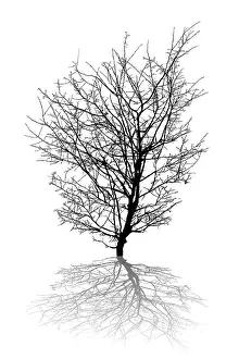 White Background Illustration Prints: Silhouette of a leafless tree and shadow