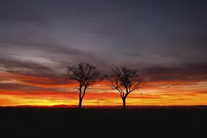 European Evening Sky Scene Prints: Silhouette of lonely trees in dramatic sunset