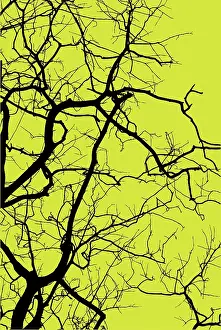 Jungle Wilderness Photography Prints: Silhouette of tree