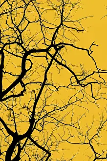 Deserted Tree Landscape Prints: Silhouette of tree