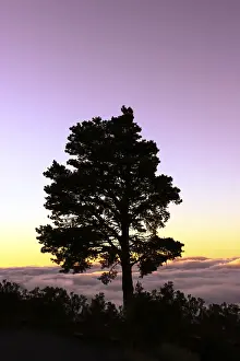 Deserted Pine Tree Prints: Silhouette of a tree in the evening light