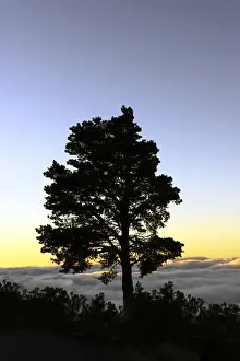 Tenerife Landscape Photography Prints: Silhouette of a tree in the evening light
