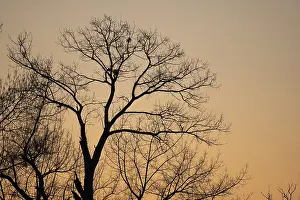 Tree Silhouette At Sunset Prints: Silhouette of a tree against the light at sunset