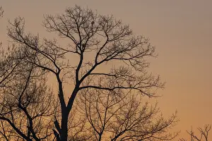 Evening Sky France Prints: Silhouette of a tree against the light at sunset