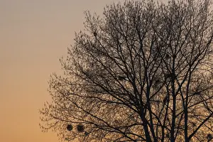 Tree Silhouette At Sunset Prints: Silhouette of a tree against the light at sunset
