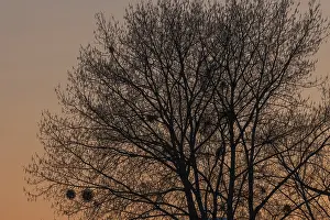Deserted Tree Landscape Prints: Silhouette of a tree against the light at sunset