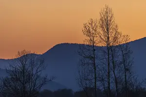 Soft Lightning Effect Prints: Silhouette of a tree against the light at sunset