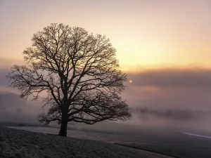 Southern Germany Weather Forecast Prints: Silhouette of an unleafy deciduous tree