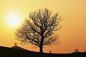 Oak Tree Silhouette Prints: Silhouettes of an oak tree (Quercus)