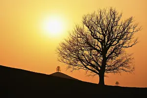 Evening Sun Backlight Shot Prints: Silhouettes of an oak tree (Quercus)