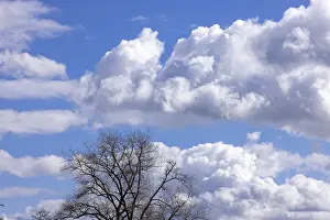 United Kingdom Cloudy Skies Prints: Silhouettes, tree, clouds, sky