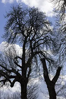 European Countryside Landscape Prints: Silhouettes, trees, clouds, sky