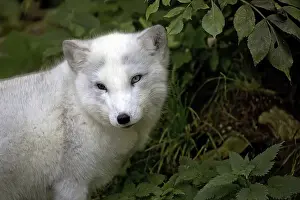 Predator Mammal Images Prints: Silver fox, a portrait in a clearing