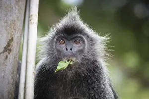 No People Open Air Landscapes Prints: Silver leaf monkey at Melawati Hill