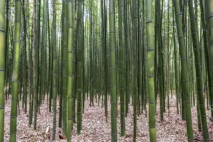 Asian Landscape Photography Prints: Simnidaebat bamboo forest