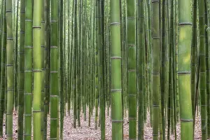Deserted Asian Landscape Prints: Simnidaebat bamboo forest