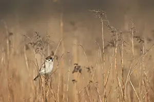 UNESCO World Natural Heritage Site Austria Prints: Singing on a thin blade of grass