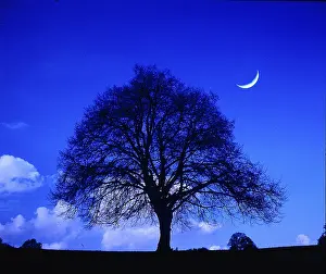 Deciduous Tree At Night Prints: Single apple tree, moon