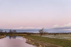 Pink Sky At Dusk Prints: A single bare willow tree (Salix spec)