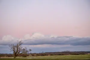 Pink Sky At Dusk Prints: A single bare willow tree (Salix spec)