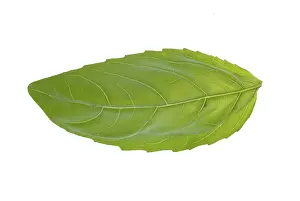 Fresh Herb Photography Prints: Single basil leaf