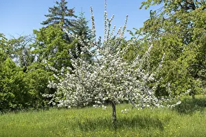Deciduous Tree In Bloom Prints: A single blooming tree in a meadow
