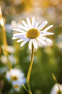 Central Europe Blossom Prints: Single daisy in sunlight with blurred background