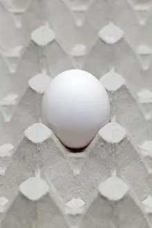 Studio Shot Of Eggs Prints: Single egg in an egg carton