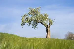 German Meadow In Spring Prints: Single flowering tree in a meadow in spring