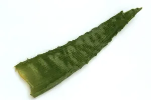 Medicinal Plant Parts Prints: Single leaf of aloe vera